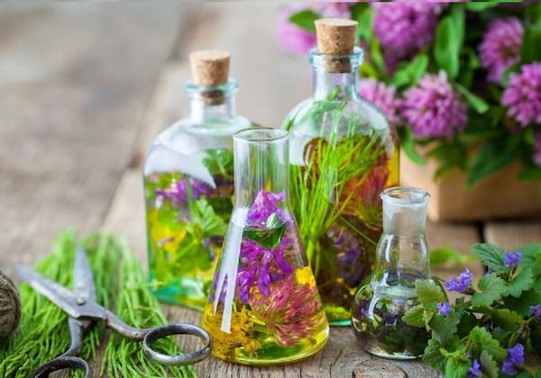 تصویر 2 از قیمت اسانس گیاه کاسنی + خرید باور نکردنی